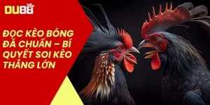 Cược Kèo Đá Gà Hôm Nay